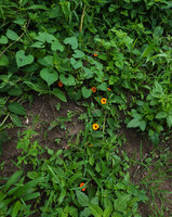Thunbergia alata in habitat, 1000 m asl, Uluguru Mts, Tanzania