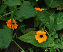 Thunbergia alata in native habitat, 1000 m asl, Uluguru Mts, Tanzania