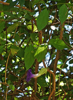 Thunbergia crispa, flower hanging at the end of a filiform peduncle, Kisensegere, Rukwa, 1200 m asl, Tanzania