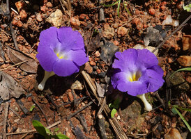Thunbergia crispa, fresh corollas fallen on the ground, Kisensegere, Rukwa, 1200 m asl, Tanzania