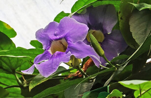 Thunbergia laurifolia, a bright coloured form