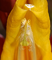 Thunbergia mysorensis, anthers with glandular trichomes and bending down gynecium with the central stigma lobe and the two lateral ones, Brahmagiri WS, Karnataka, India