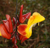 Thunbergia mysorensis, bracts, corolla and hairy upper part of the stamens, Brahmagiri WS, Karnataka, India