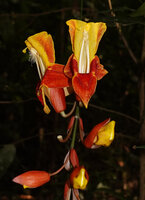 Thunbergia mysorensis, each flower subtended by a small red bract along the inflorescence axis and a large showy red bract partly enclosing the corolla, Brahmagiri WS, Karnataka, India