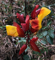 Thunbergia mysorensis, flower buds and flower at anthesis, Brahmagiri WS, Karnataka, India