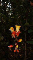 Thunbergia mysorensis, one hanging inflorescence in forest understory, Brahmagiri WS, Karnataka, India