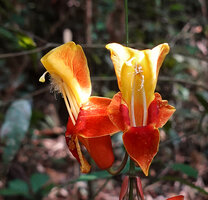 Thunbergia mysorensis, two flowers at anthesis with bending down stigma and glandular hairy anthers, Brahmagiri WS, Karnataka, India