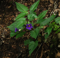 Thunbergia petersiana flowering in forest understory, Sonjo waterfall, Udzungwa NP, Tanzania