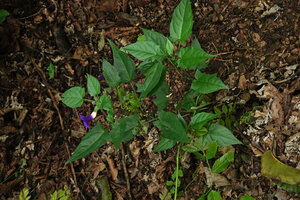 Thunbergia petersiana in forest understory, Sonjo waterfall, Udzungwa NP, Tanzania
