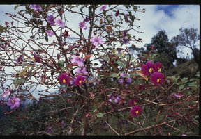 Tibouchina lepidota, Baiza, 2500 m asl, Ecuador