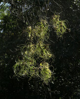 Tillandsia butzii, Cuba