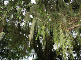 Tillandsia and Rhipsalis, Botanical Garden, Rio, Brazil