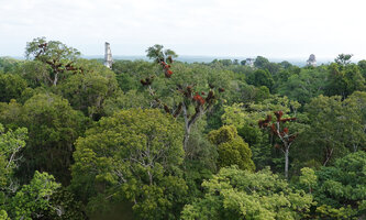 Tillandsia juncea and Tillandsia usneoides as epiphytes on trees among the Maya temples, Tikal, Guatemala