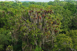 Tillandsia juncea and Tillandsia usneoides on exposed branches of canopy trees, Tikal, Guatemala