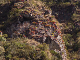 Tillandsia machupicchuensis, red anthocyanic and green individuals covering the bare vertical surfaces of the rock, Aguas Calientes, Cuzco, Peru