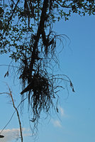 Tillandsia sp., Osa, Costa Rica