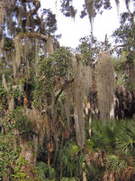 Tillandsia usneoides, dense epiphytic mats, Myakka River State Park, Florida