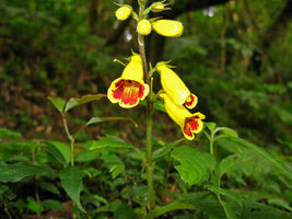 Titanotrichum oldhamii, flowers close-up, mountains around Taipeh, Taiwan