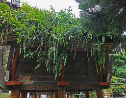 Toraja tongkonan  house roof made of horiontally installed bamboo sticks allowing spontaneous installation of mosses and ferns like Pyrrosia longifolia and Drynaria sparsisora as wellassome Ficus, Makale, South Sulawesi
