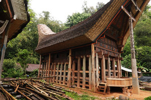 Toraja traditional tongkonan house under construction with the bamboo almost vertical roof later spontaneously covered by mosses and ferns, Tana Toraja, South Sulawesi