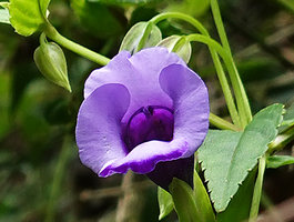 Torenia concolor, flower close up and white hydathodes on leaf margin teeth, Datanla Waterfall, Dalat, Vietnam