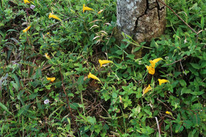 Torenia hirsutissima, creeping and flowering stems, Phu Hin Rong Kla NP, Phitsanulok, Thailand