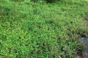 Torenia hirsutissima densely covering an oblique seeping sandstone slab, Phu Hin Rong Kla NP, Phitsanulok, Thailand