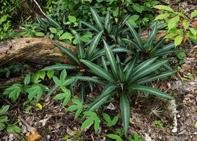 Tradescantia spathacea, a form with bright silver patch along the midrib, Tikal, Guatemala
