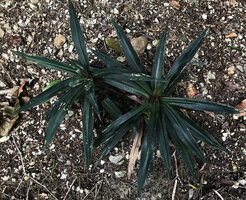Tradescantia spathacea, a narrow dark green leaved form, Las Lagunas, Flores, Peten, Guatemala