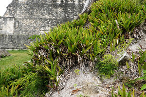 Tradescantia spathacea, plain green dense population with erect leaves in full sun among Maya ruins, Tikal, Guatemala