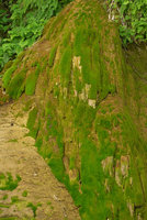 Travertine rock due to precipitation of calcium carbonate influenced by algae,mosses and liverworts, El Nicho, Cienfuegos, Cuba