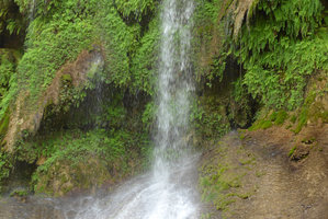 Travertine rock waterfallmostly covered by Adiantum capillus-veneris, El Nicho, Cienfuegos, Cuba