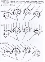 Tree crown shyness, an adaptive hypothesis through photoinhibition reduction, by Patrick Blanc