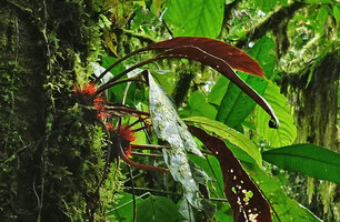 Trichodrymonia splendens, red anthocyanic abaxial leaf under surface form, Mashpi FR, Pichincha, Ecuador