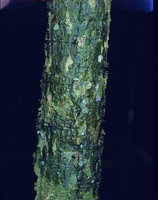 Trichomanes ankersii, fronds tightly appressed to tree trunk due to thigmotropism, Saul, French Guyana