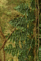Trichomanes cf. tuerckheimii, fronds tightly appressed to tree trunk, Utria NP, Choco, Colombia