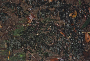 Trichomanes diversifrons with blackish fronds on earth slope just above a forest stream, Sarcelles, Guadeloupe