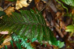 Trichomanes elegans, lower surface of the frond with sori, Arusi, Nuqui, Choco, Colombia