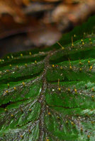 Trichomanes elegans, lower surface of the frond with sori, close up, Arusi, Nuqui, Choco, Colombia
