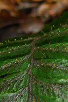 Trichomanes elegans, lower surface of the frond with sori, close up, Arusi, Nuqui, Choco, Colombia
