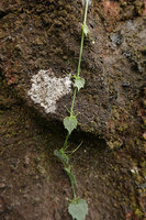 Trichosanthes sp. climbing vertically on the rock thanks to its adhesive pads terminating the tendrils, Tana Toraja, South Sulawesi