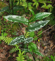 Tricyrtis affinis &#039;Panther&#039;, Yamaguchi, Japan