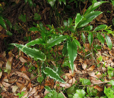 Tricyrtis affinis &#039;Silver border&#039;, Yamaguchi, Japan