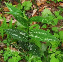 Tricyrtis affinis &#039;Silver Spots&#039;, Yamaguchi, Japan