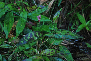 Tricyrtis formosana, black mottled leaves, Taroko, Taiwan
