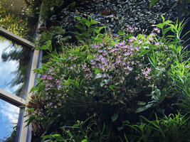 Tricyrtis formosana flowering in November on the Green Hotel Vertical Garden, Paris