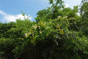 Tridynamia bialata, climbing flowering and fruiting stems covering small trees at forest edge, Nui Chua NP, Vietnam