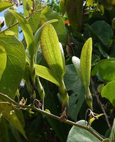 Tridynamia bialata, developing fruit with two enlarged winged calyx lobes, Nui Chua NP, Vietnam