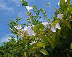 Tridynamia bialata, flowering stems, Nui Chua NP, Vietnam