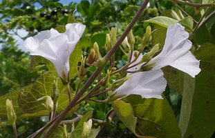 Tridynamia bialata, flowers, Nui Chua NP, Vietnam